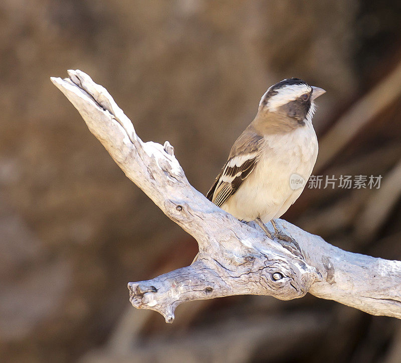 White-Browed Sparrow-Weaver